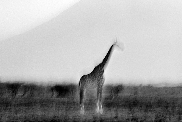 黑白抽象动物摄影