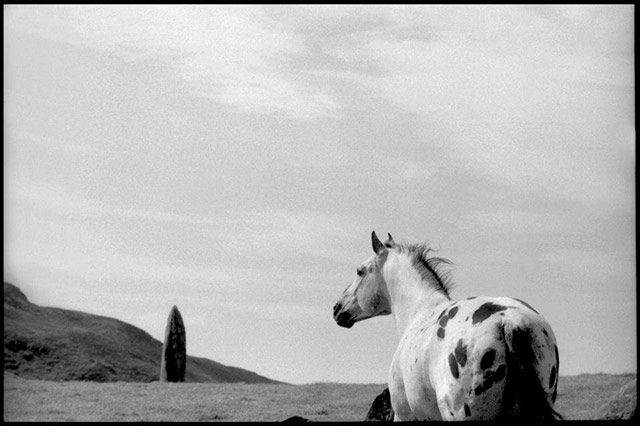 一匹马 @Linda McCartney