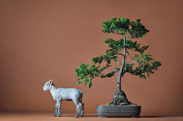 这是一种体型娇小的无角短毛羊,英国称之为南方玩具羊(Southdown Babydoll Sheep)。