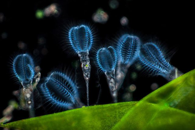 放大20倍的几只轮虫(一种水生动物) Photograph: Frank Fox