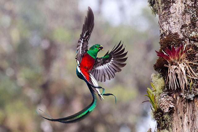 一只漂亮的凤尾绿咬鹃（Resplendent quetzal）by Tyohar Kastiel (Israel)