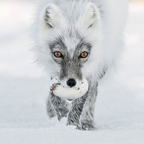 一只捕到鹅蛋的北极狐。by Sergey Gorshkov (Russia)
