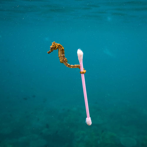 印尼松巴哇岛海域中的一只小海马，它捡到一枚棉签。by Justin Hofman (US)