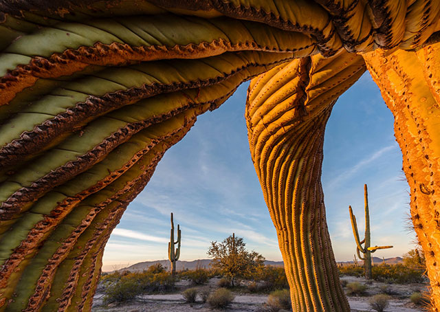 美国亚利桑那州所诺兰沙漠中的树形仙人掌。by Jack Dykinga (US)